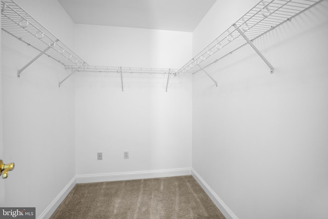 spacious closet featuring carpet