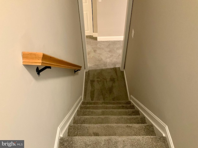 staircase featuring carpet floors