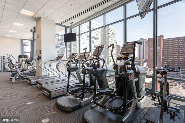 workout area featuring a drop ceiling, a wall of windows, a healthy amount of sunlight, and carpet floors