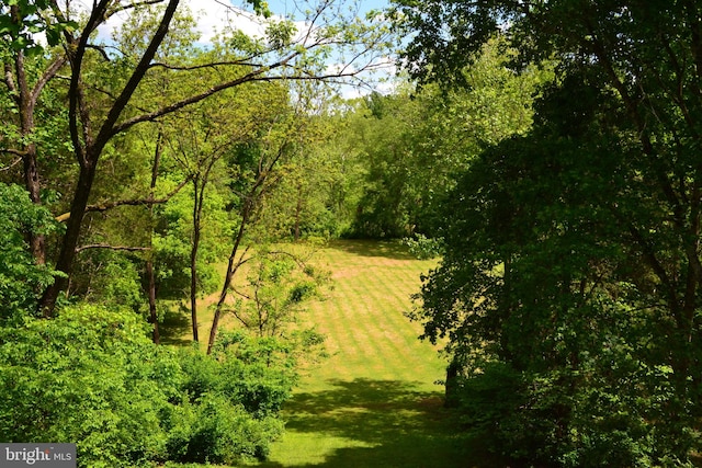 view of local wilderness