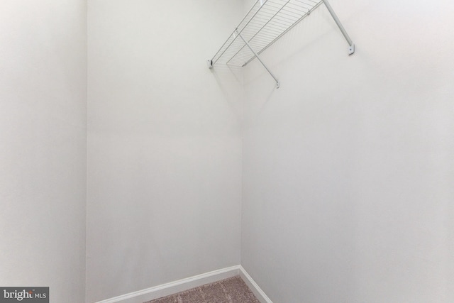 spacious closet featuring carpet floors