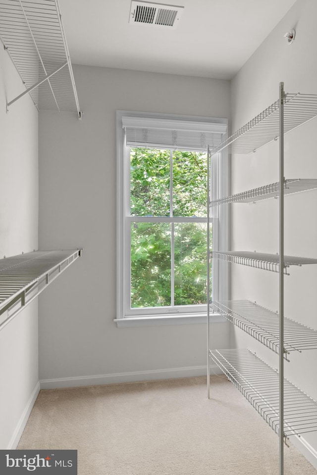 walk in closet with carpet floors