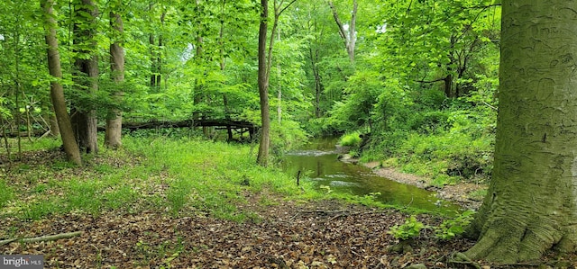 view of local wilderness