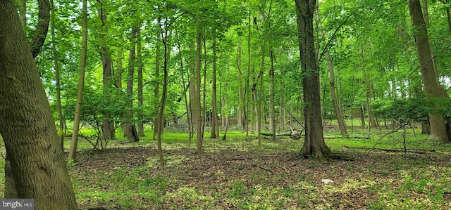 view of local wilderness