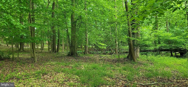 view of local wilderness