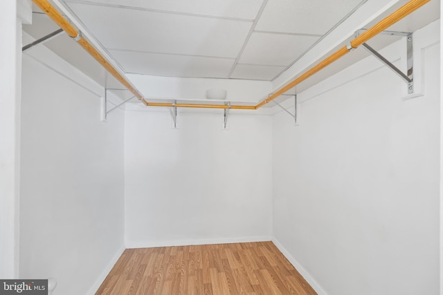 spacious closet with hardwood / wood-style flooring and a drop ceiling