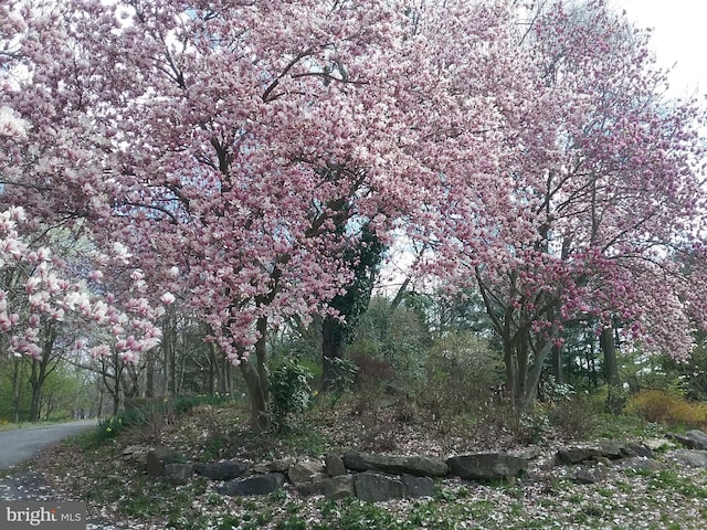 view of local wilderness