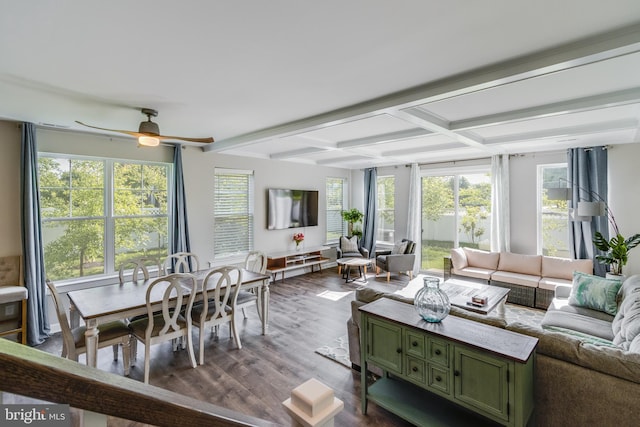 living room with dark hardwood / wood-style floors, beamed ceiling, ceiling fan, and a healthy amount of sunlight