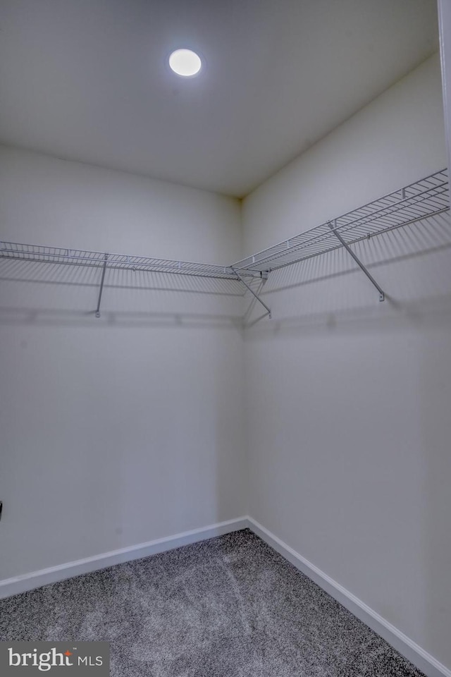 spacious closet featuring carpet floors