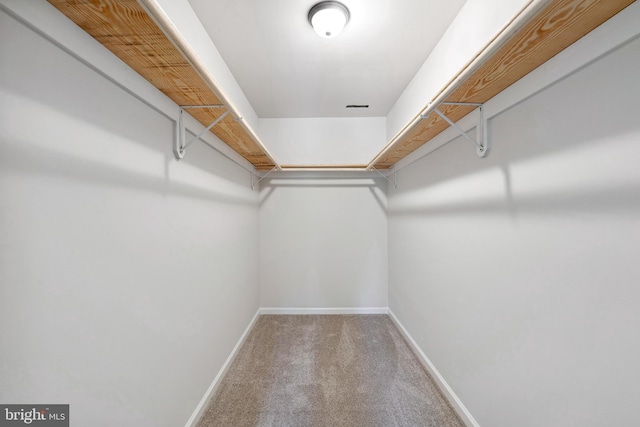 spacious closet featuring carpet