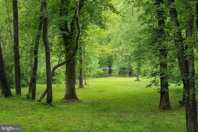 view of local wilderness