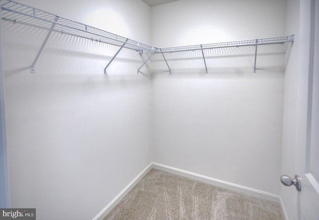 spacious closet with carpet flooring