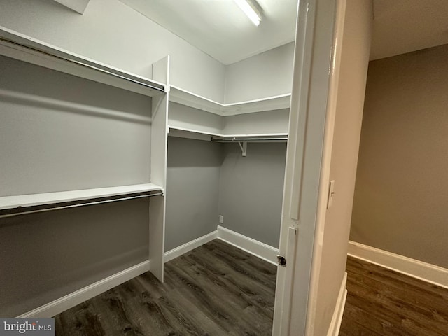 spacious closet featuring dark hardwood / wood-style flooring