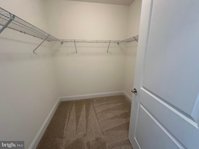 spacious closet with carpet flooring