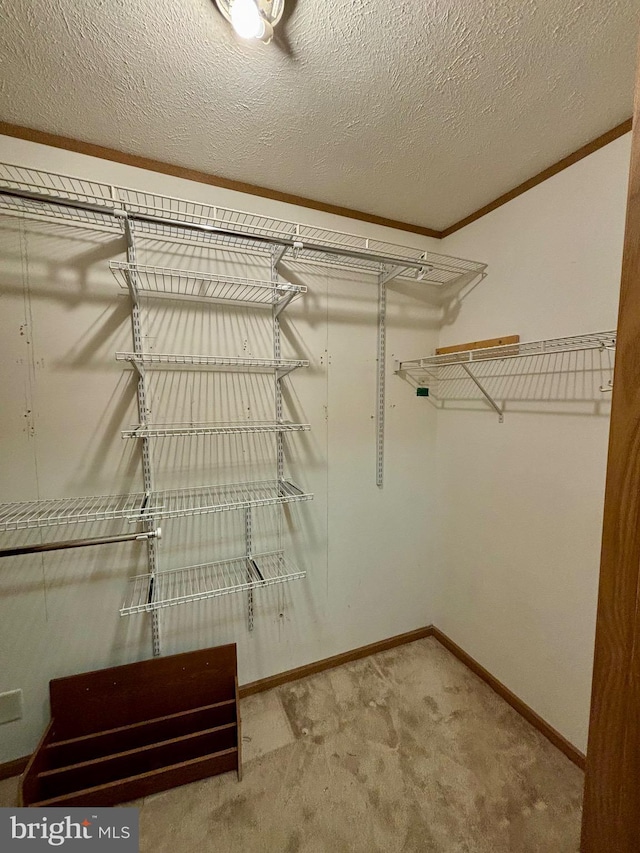 spacious closet featuring carpet