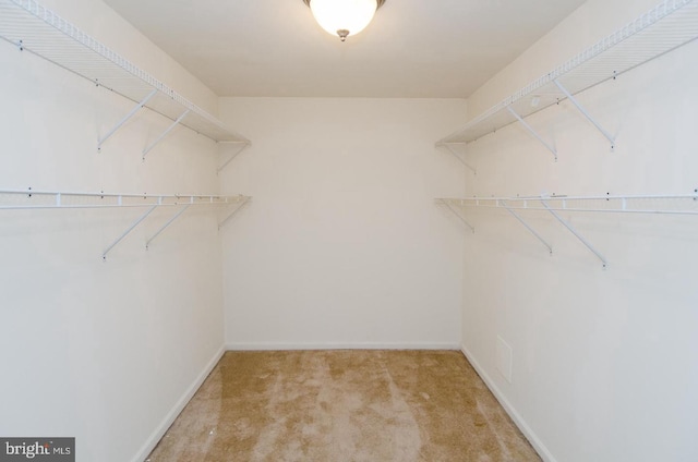 walk in closet featuring carpet floors