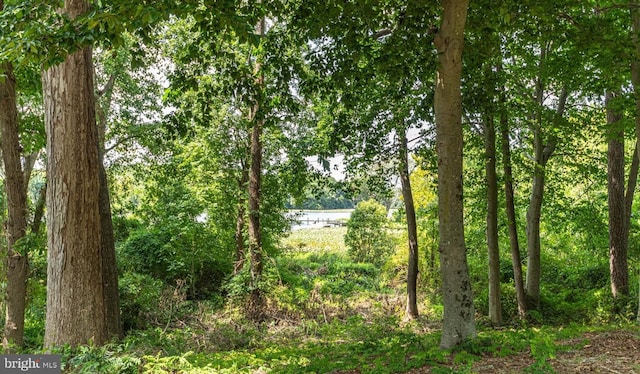 view of local wilderness