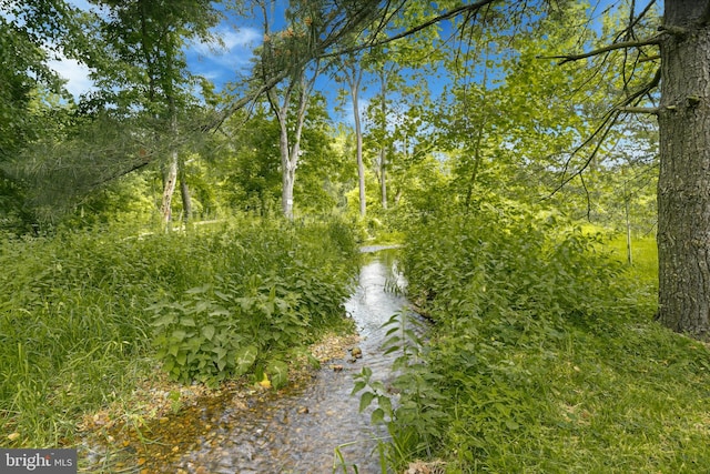 view of local wilderness