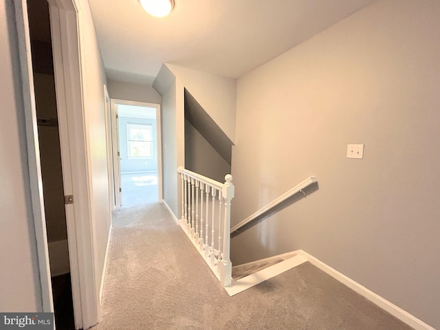 stairway featuring carpet flooring