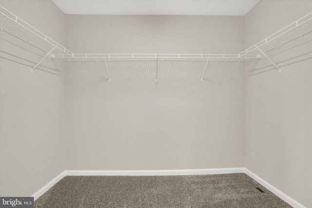 spacious closet featuring carpet