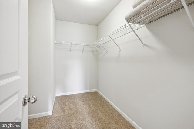 walk in closet featuring carpet flooring