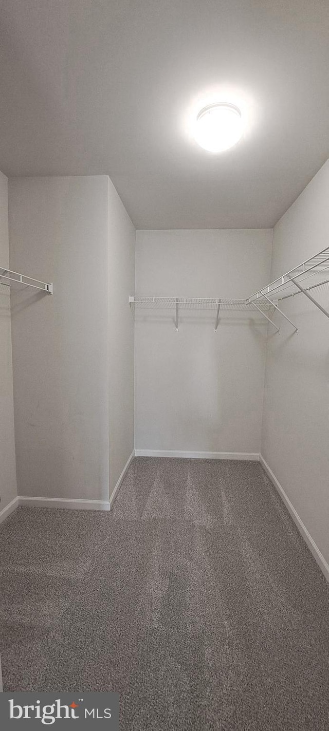 spacious closet with carpet