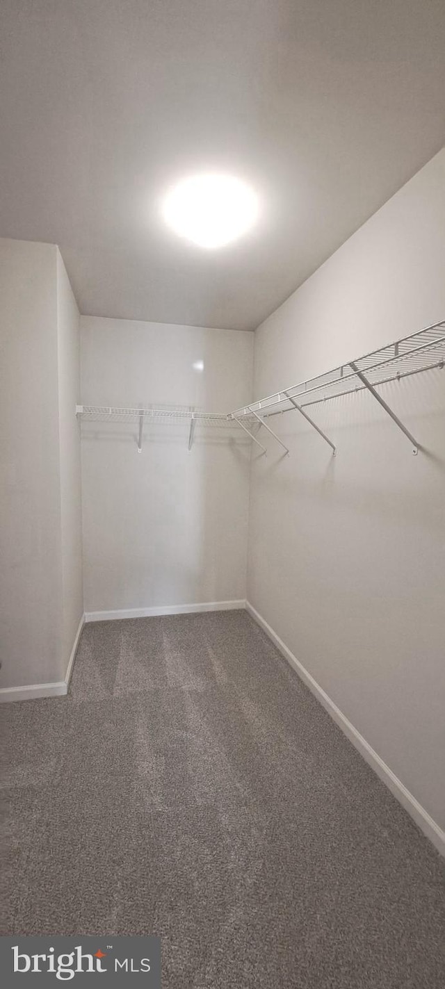 walk in closet featuring carpet flooring