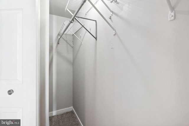 walk in closet featuring carpet floors