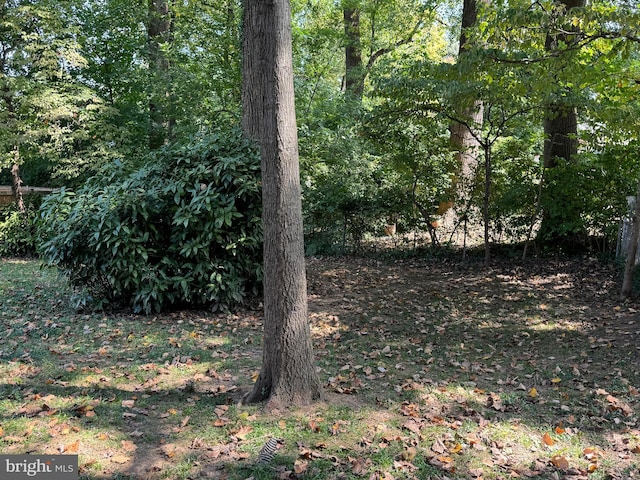 2933 Marshall St, Falls Church, VA 22042 - view of local wilderness