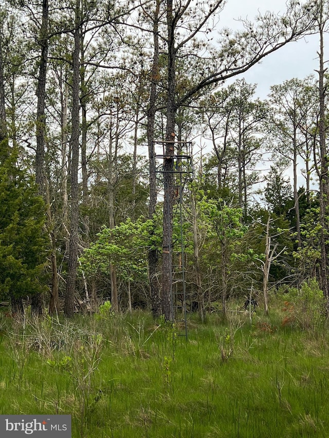 view of local wilderness