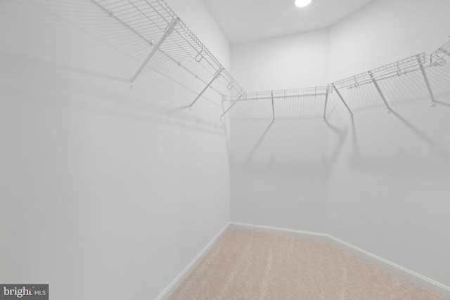 walk in closet with carpet flooring