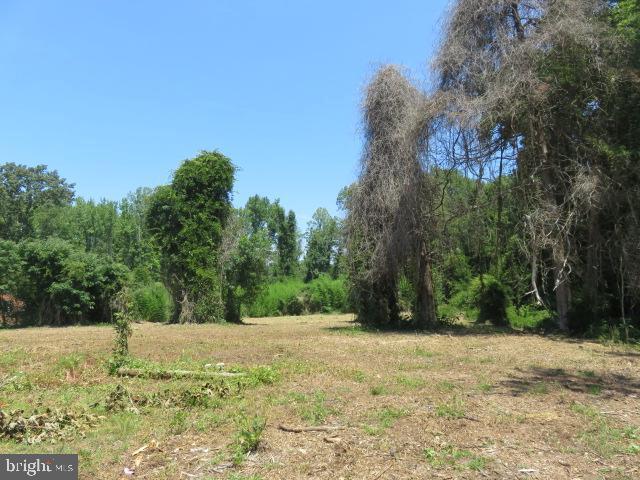 view of local wilderness