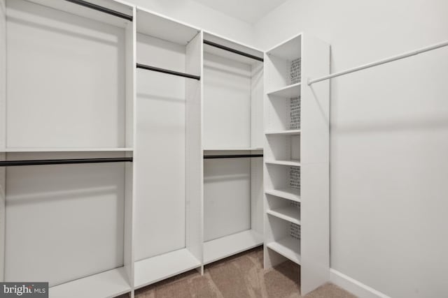 spacious closet featuring carpet