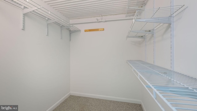 walk in closet featuring carpet floors