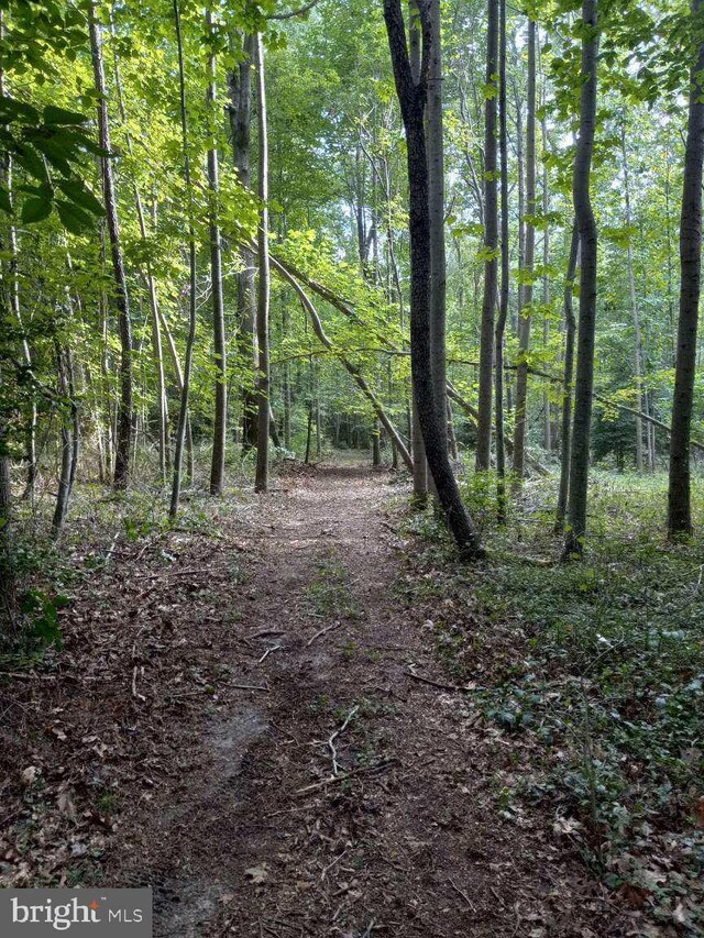 view of local wilderness