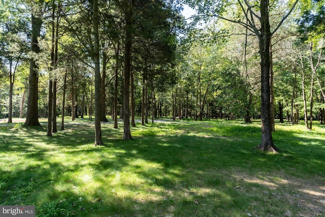 view of local wilderness