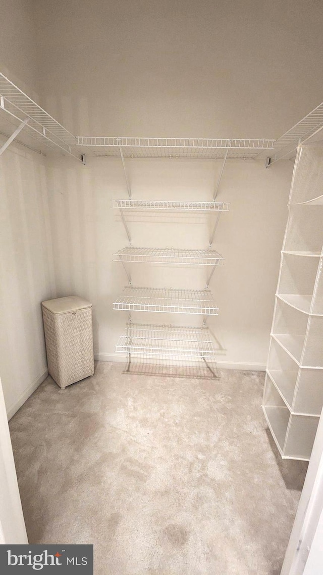 spacious closet with carpet