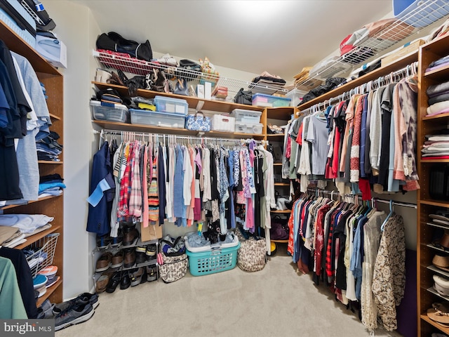 walk in closet with carpet floors