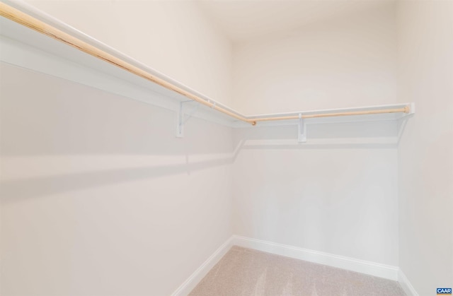 spacious closet featuring carpet flooring