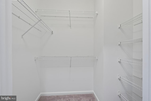 spacious closet featuring carpet floors