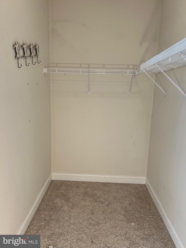 walk in closet featuring carpet