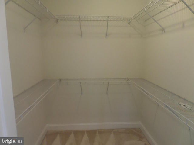 walk in closet featuring carpet floors