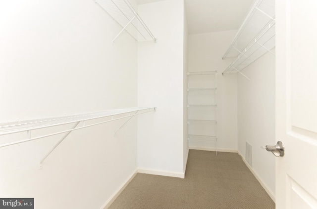 spacious closet featuring carpet floors