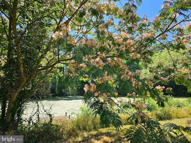 view of local wilderness featuring a water view