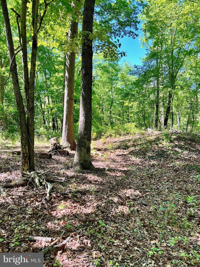 view of local wilderness