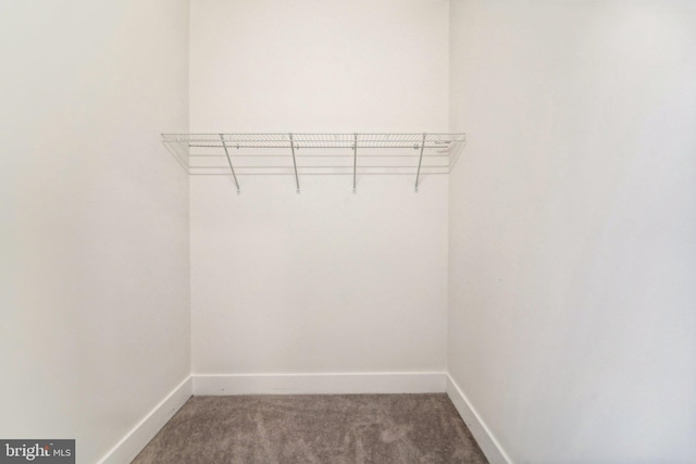 walk in closet with carpet flooring