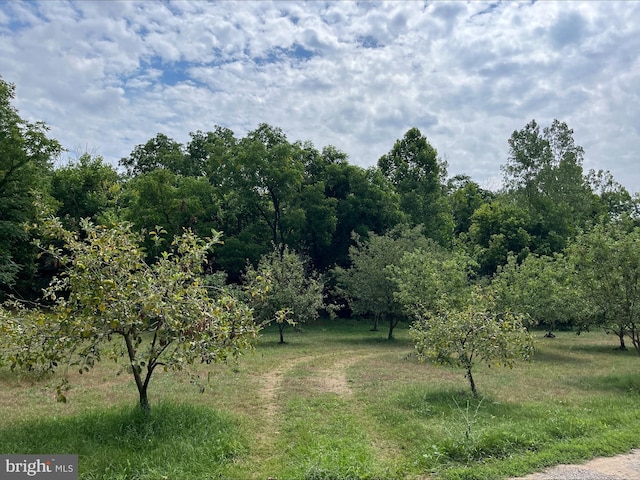 view of local wilderness