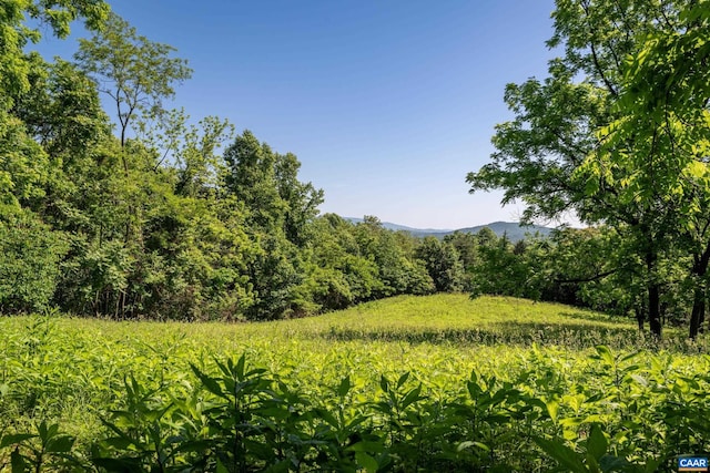 view of local wilderness