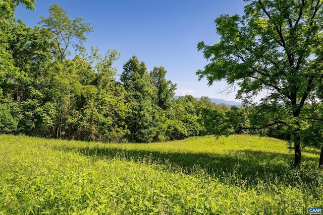 view of local wilderness