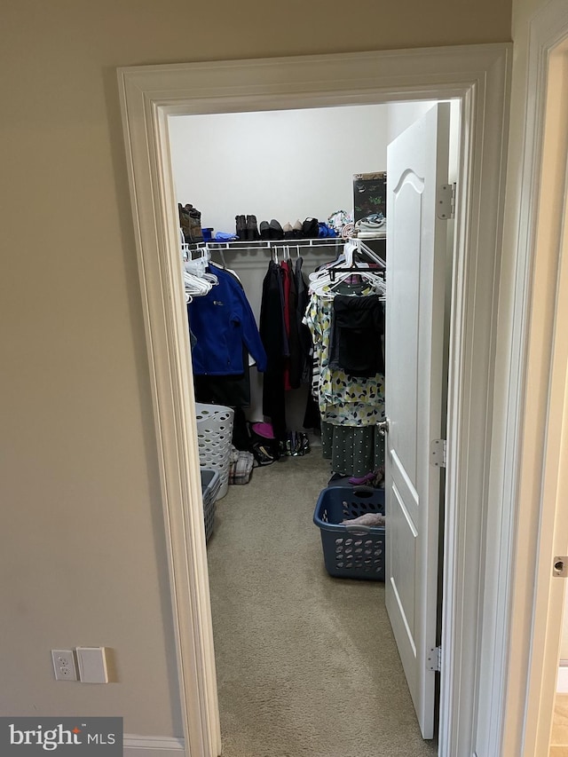 spacious closet featuring carpet flooring